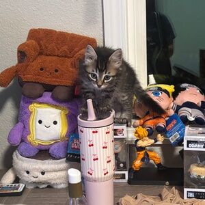 Meet your Posher, Luna